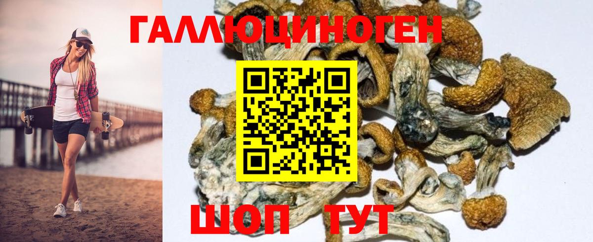Псилоцибиновые грибы GOLDEN TEACHER Балтийск